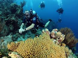 Image result for Dive Crew Scuba Diving