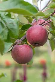 Attēlu rezultāti vaicājumam “Malus mandshurica fruit”