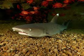 Image result for Triaenodon obesus