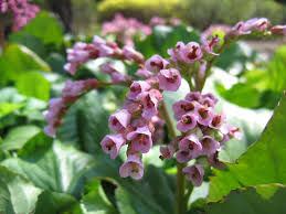 Attēlu rezultāti vaicājumam “Bergenia crassifolia flower”