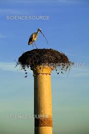 Attēlu rezultāti vaicājumam “Ciconia ciconia nest”