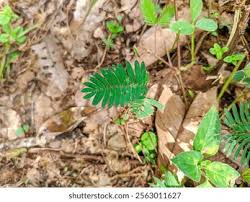 Image result for pohon semalu images