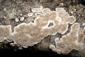 Attēlu rezultāti vaicājumam “Datronia mollis”