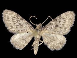 Attēlu rezultāti vaicājumam “Eupithecia icterata female”