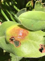 Attēlu rezultāti vaicājumam “Exobasidiales”