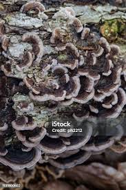 Attēlu rezultāti vaicājumam “Trametes ochracea”