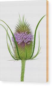 Attēlu rezultāti vaicājumam “Dipsacus fullonum flower”