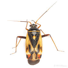 Attēlu rezultāti vaicājumam “Polymerus palustris”