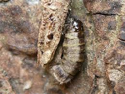 Attēlu rezultāti vaicājumam “Taleporia tubulosa”