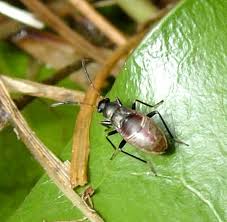 Image result for Rhyparochromus