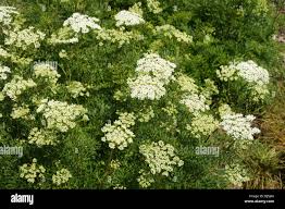 Attēlu rezultāti vaicājumam “Selinum carvifolia leaf”