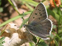 Attēlu rezultāti vaicājumam “Lycaena tityrus underside”