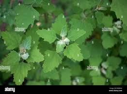 Attēlu rezultāti vaicājumam “Chenopodium album leaf”