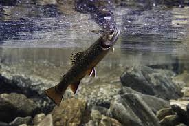 Image result for Salvelinus fontinalis