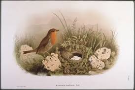 Attēlu rezultāti vaicājumam “Erithacus rubecula eggs”