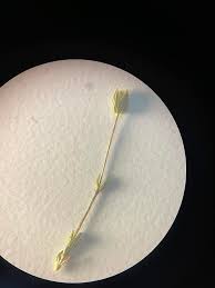 Attēlu rezultāti vaicājumam “Barbeyella minutissima stalked”