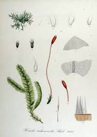 Attēlu rezultāti vaicājumam “Homalia trichomanoides”