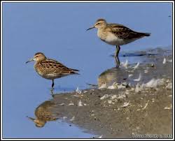 Image result for Calidris melanotos