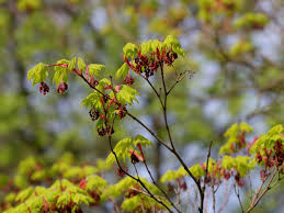 Attēlu rezultāti vaicājumam “Acer pseudosieboldianum”