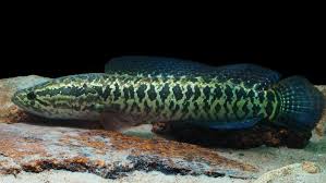 Image result for Channa argus