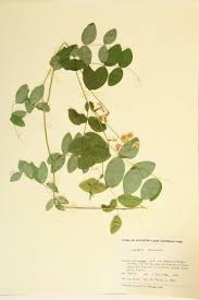 Attēlu rezultāti vaicājumam “Leguminosae”