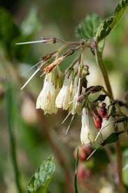 Attēlu rezultāti vaicājumam “Symphytum grandiflorum flower”