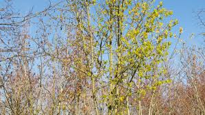 Attēlu rezultāti vaicājumam “Tilia amurensis”