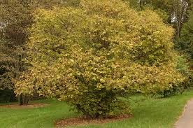 Attēlu rezultāti vaicājumam “Syringa reticulata subsp. amurensis”