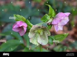 Image result for Christrose