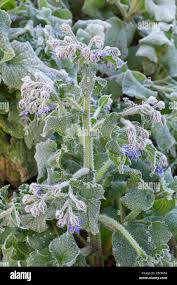 Attēlu rezultāti vaicājumam “Borago officinalis leaf”