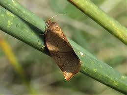 Attēlu rezultāti vaicājumam “Pandemis cerasana”