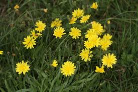 Attēlu rezultāti vaicājumam “Leontodon autumnalis”