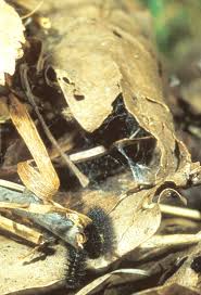 Attēlu rezultāti vaicājumam “Euphydryas maturna larva”