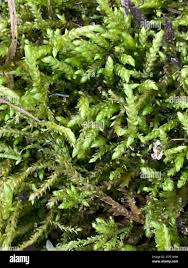 Attēlu rezultāti vaicājumam “Brachythecium rivulare”