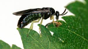 Attēlu rezultāti vaicājumam “Lycogala irregulare sessile”