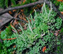 Attēlu rezultāti vaicājumam “Cladonia coniocraea”