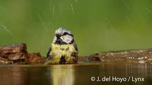 Attēlu rezultāti vaicājumam “Cyanistes caeruleus adult”