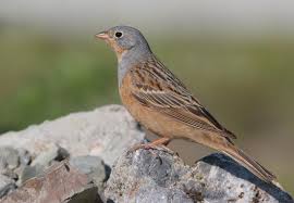 Image result for Emberiza caesia
