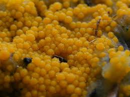 Attēlu rezultāti vaicājumam “Byssonectria fusispora”