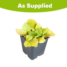 Attēlu rezultāti vaicājumam “Primula veris fruit”