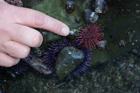 Image result for Mesocentrotus franciscanus