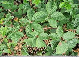 Attēlu rezultāti vaicājumam “Rubus plicatus”