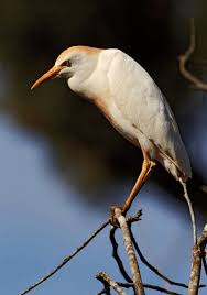 Attēlu rezultāti vaicājumam “Bubulcus ibis”
