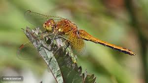 Attēlu rezultāti vaicājumam “Sympetrum flaveolum”