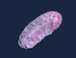 Attēlu rezultāti vaicājumam “Tubifera magna macro”