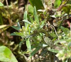 Attēlu rezultāti vaicājumam “Gnaphalium uliginosum leaf”