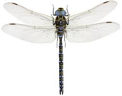 Attēlu rezultāti vaicājumam “Aeshna juncea”