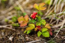 Attēlu rezultāti vaicājumam “Rubus saxatilis leaf”