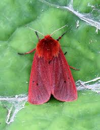 Attēlu rezultāti vaicājumam “Phragmatobia fuliginosa”