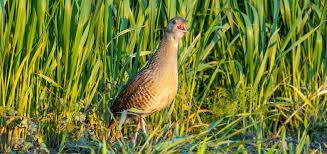 Attēlu rezultāti vaicājumam “Crex crex eggs”